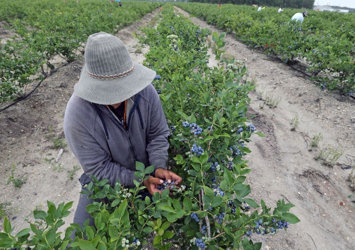 Conditions for blueberry pickers under scrutiny at area farms