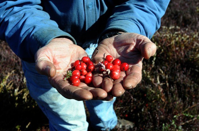 Mullica Township cranberry farm the last of its kind in Atlantic County