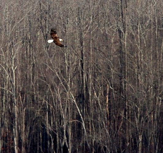 Bald eagles making comeback in New Jersey