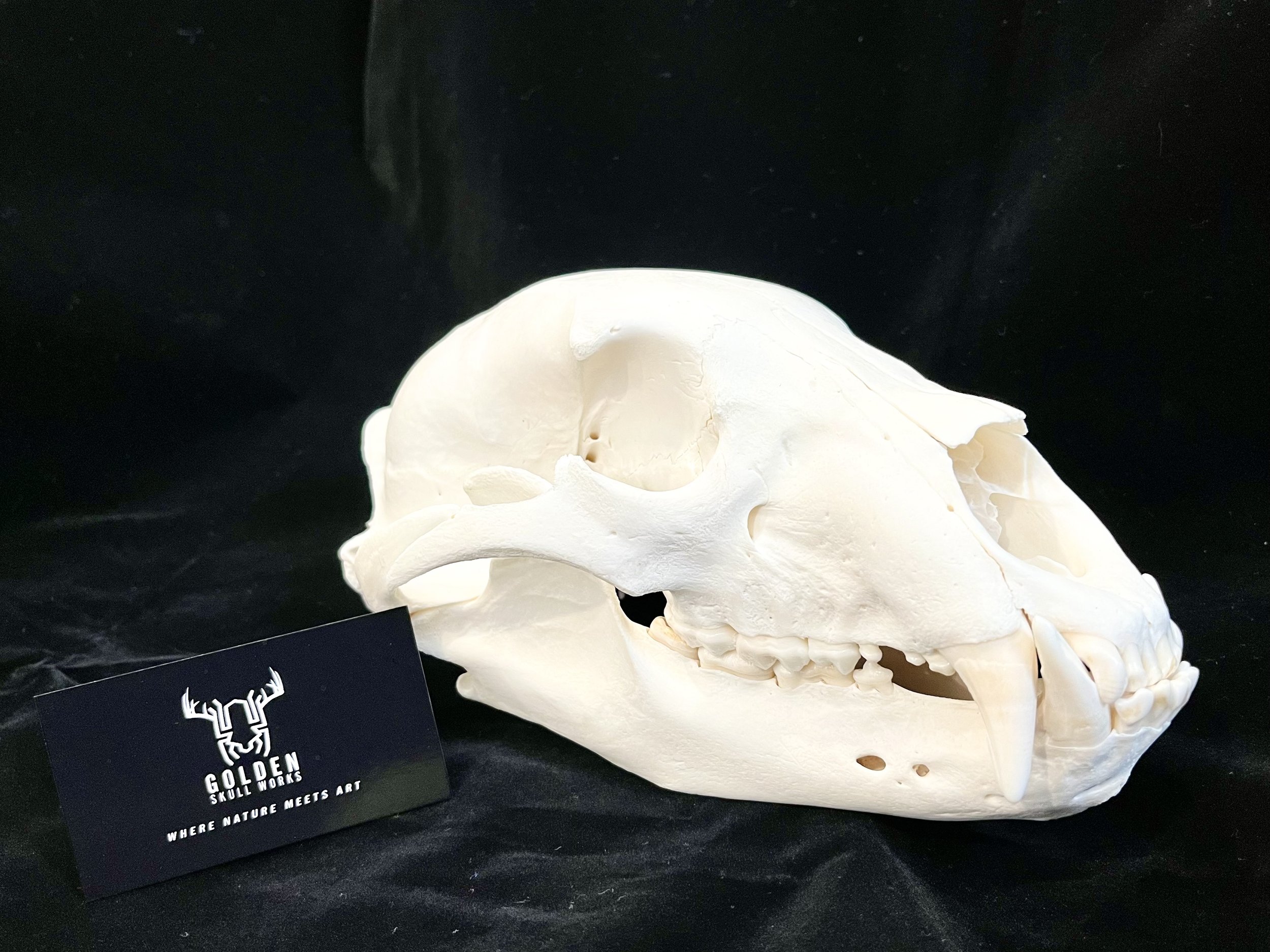 Bright White Professionally Cleaned Bear Skull