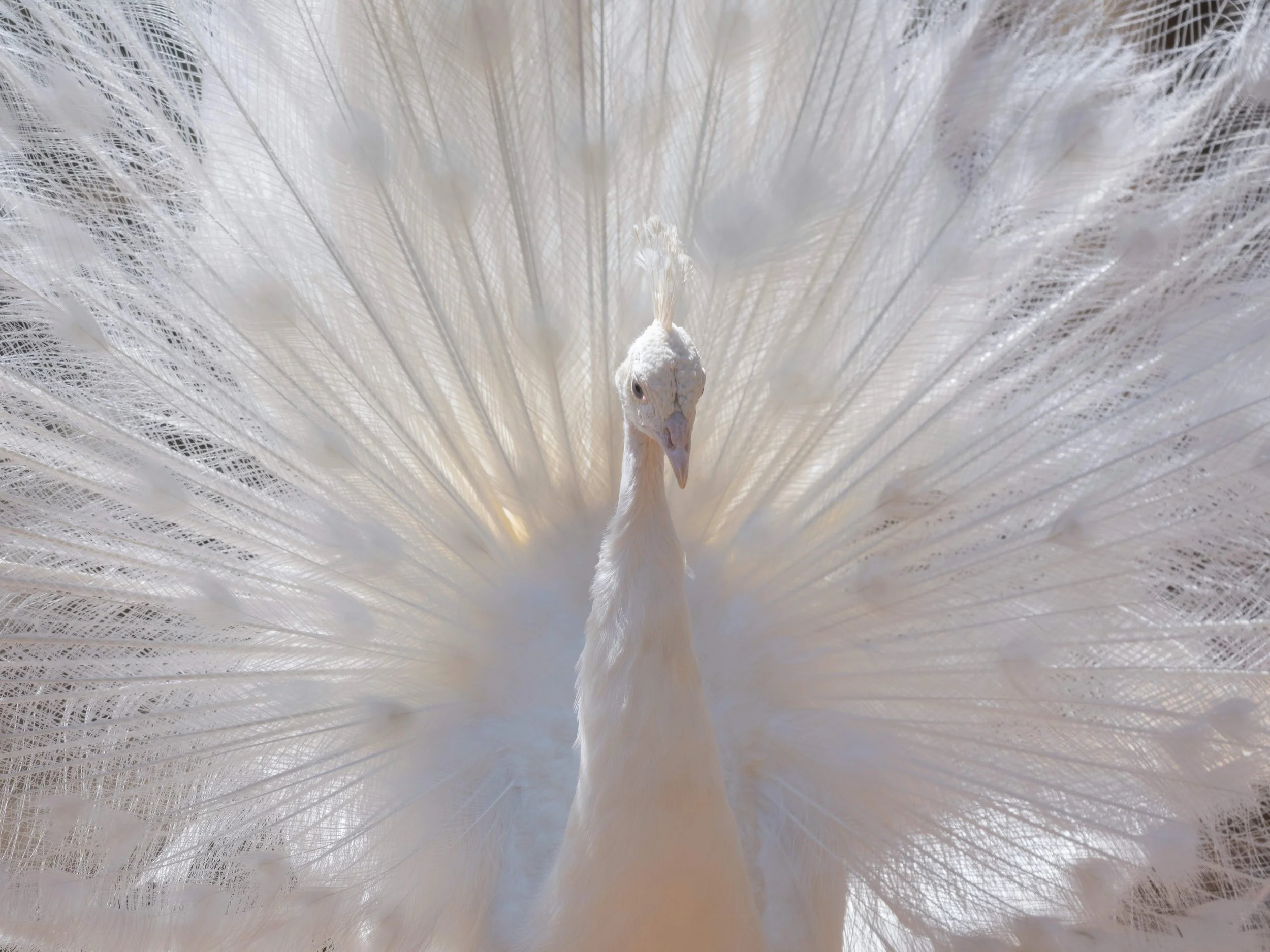 mental-clarity-white-peacock-meditative-insights-danielle-ng-charlotte-nc-meditation.jpg