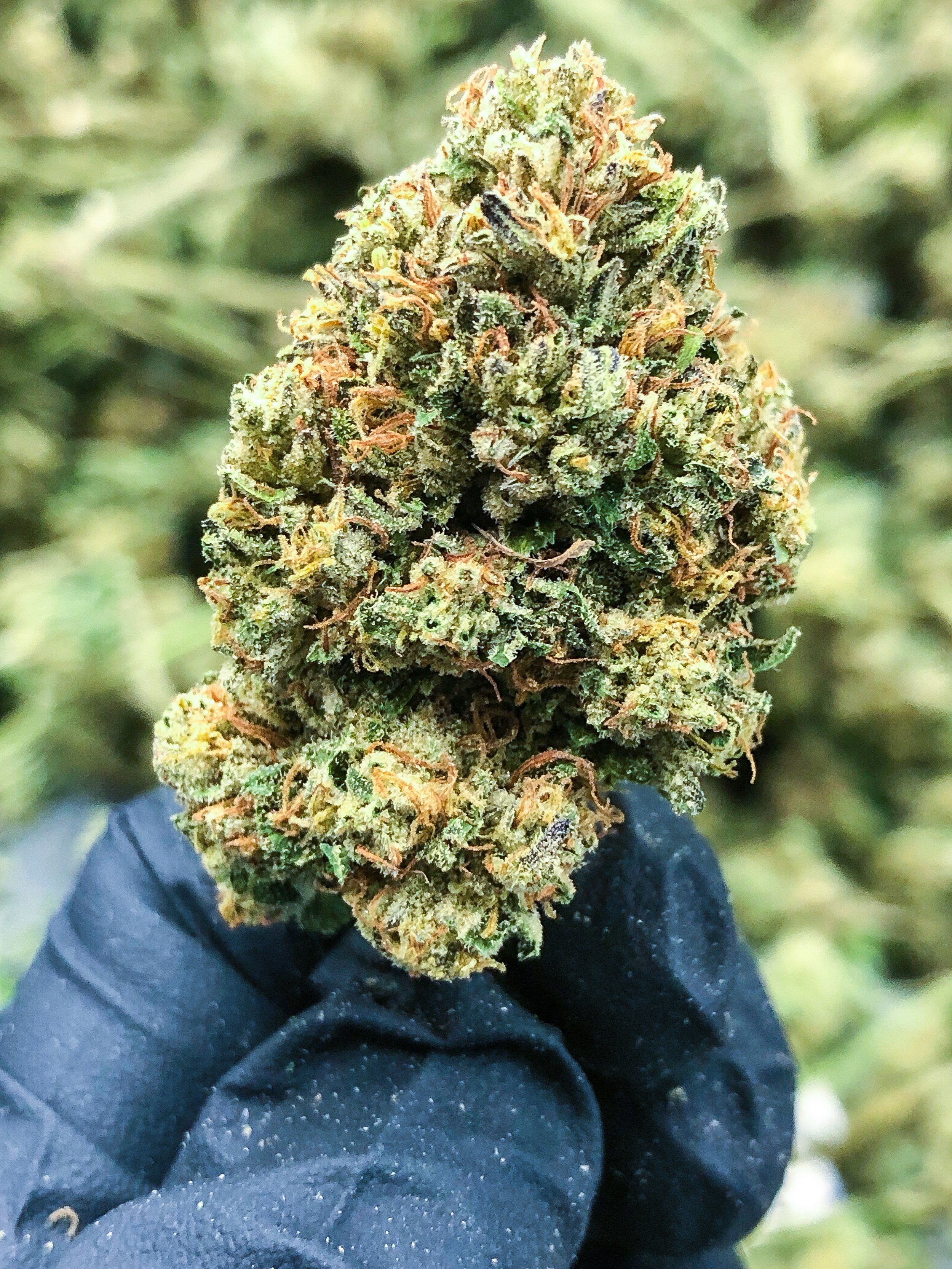 SRI Foundation Cannabis