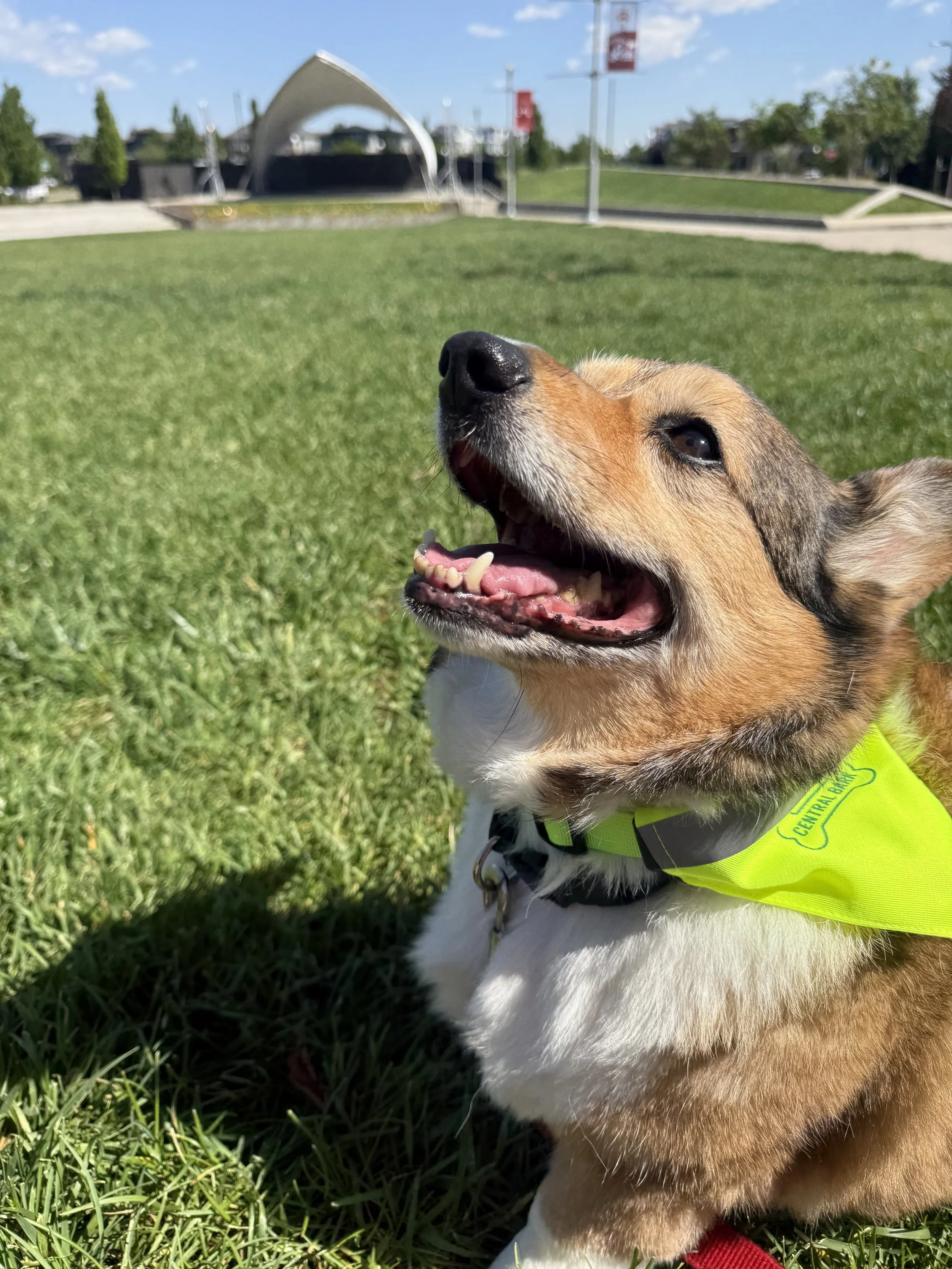 Calling all dogs for the Central Park Dog Calendar