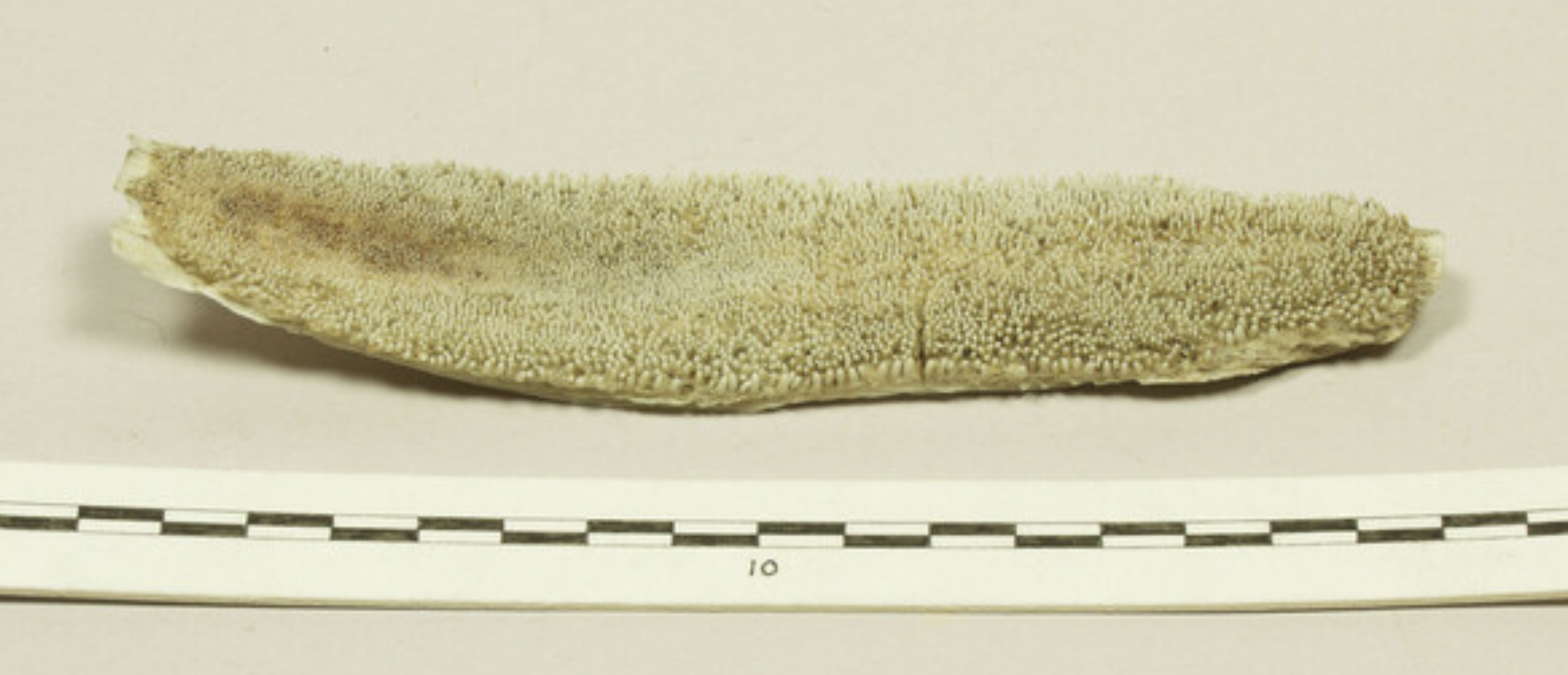 Fish Palate Rasp for Grating Cacao. Before 1906. Unknown field collector; Caribbean. Material: fish palate bone; cut and worn through use. Dimensions: Length 160 mm × Width 38 mm (maximum).
This rasp was fashioned from the bony palate of a fish and u