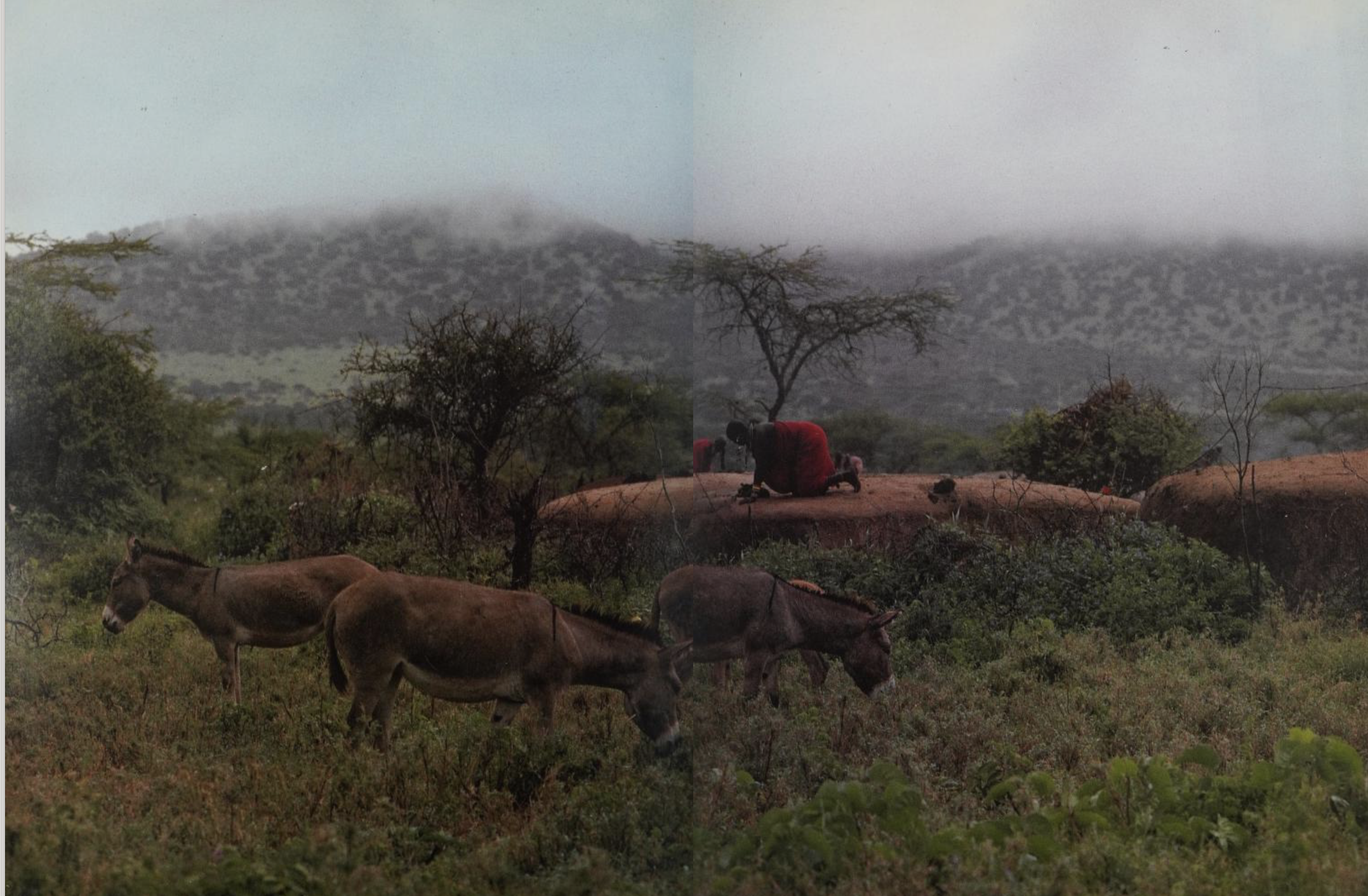 Saitoti, Tepilit Ole. Maasai. Photographs by Carol Beckwith. New York: Harry N. Abrams, Inc., 1980. (Page 208)