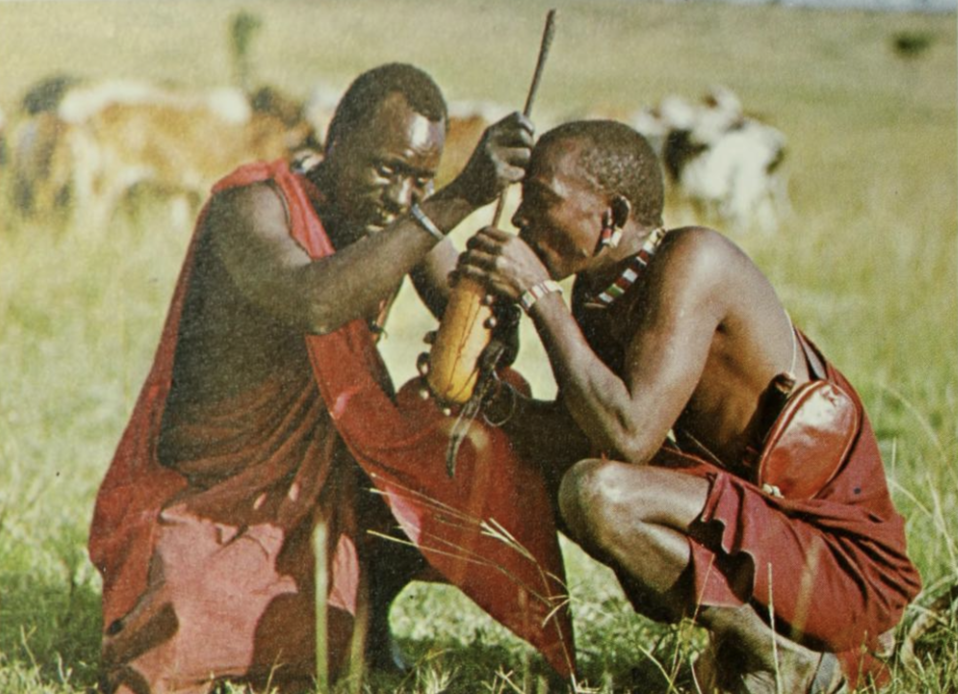 Zeleza, Paul Tiyambe. Maasai. New York: Rosen Publishing Group, 1994. (Page 18)