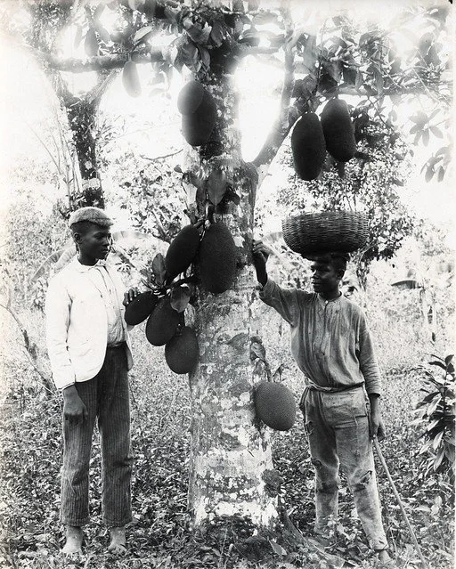 A. Duperly & Sons. (n.d.). Jackfruit in Jamaica. [Photograph]. The Caribbean Photo Archive. https://www.caribbeanphotoarchive.com