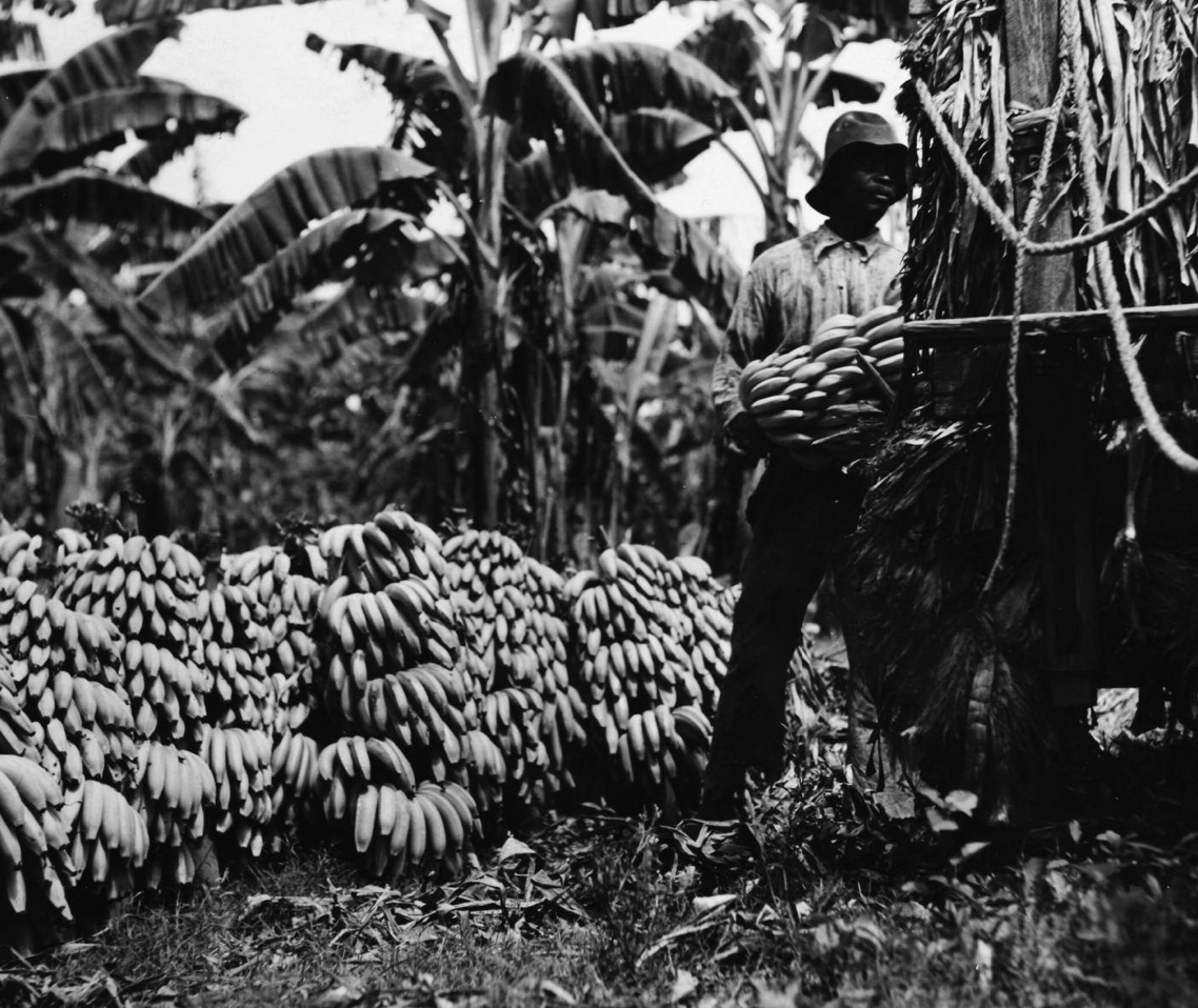 The National Archives: ref. CO 1069/372(1)
Jamaican agriculture (1940).