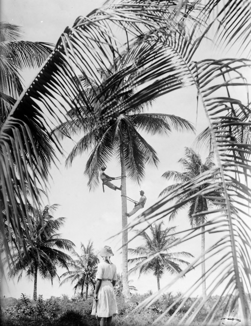Coconut pickers shin up a palm tree on the island of Tobago (1934) [Photograph]. In 100 years of photography in the Caribbean in pictures. The Guardian.