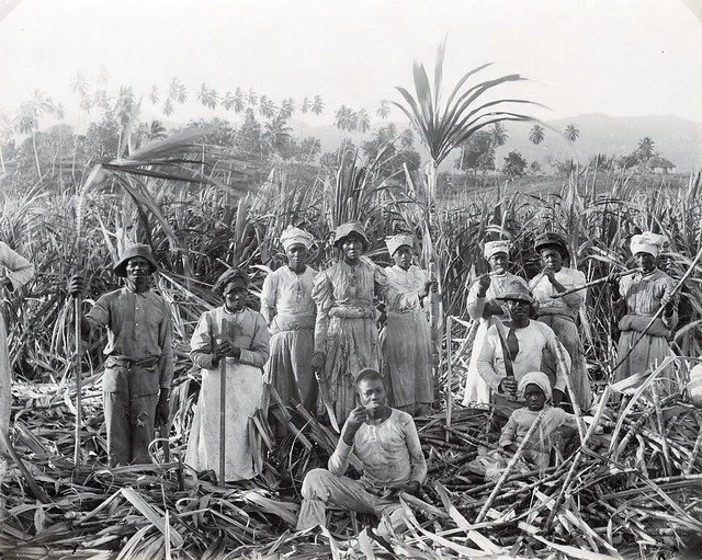 A. Duperly & Sons. (n.d.).  Sugar Cane Cutters, Jamaica. [Photograph]. The Caribbean Photo Archive. https://www.caribbeanphotoarchive.com

