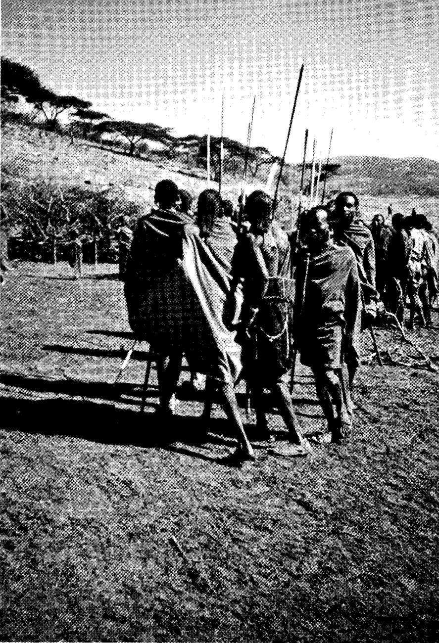 Arhem, Kaj. 1985. The Maasai and the State: The Impact of Rural Development Policies on a Pastoral People in Tanzania. IWGIA Document 52. Copenhagen: International Work Group for Indigenous Affairs. (Page 15 "Warriors dancing during the boys' initiat