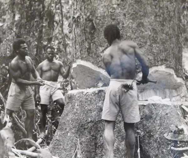 Tree felling, San Cristoval, c.1930s. University of Melbourne Archives, Kauri Timber company, 1966.0012 unit 33. via https://library.unimelb.edu.au/asc/collections/archives/resources/research-guides/australia-and-the-pacific/solomon-islands