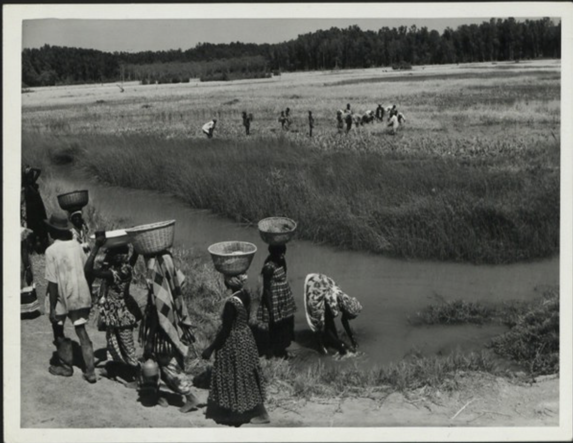 Harvesting in the Yelitenda rice swamp. In the background are the mangroves which originally covered the whole area (June 1959) [Photograph]. National Archives UK. Flickr. https://www.flickr.com/photos/nationalarchives/5418266585/in/album-72157625870