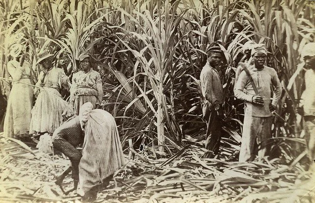 Valentine and Sons. (1891). Cane Cutters in Jamaica. [Photograph]. The Caribbean Photo Archive. https://www.caribbeanphotoarchive.com