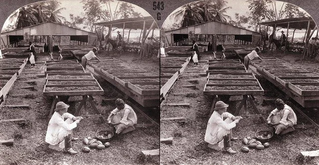 (1930). Drying Cacao Beans in Costa Rica. [Photograph]. The Caribbean Photo Archive. https://www.caribbeanphotoarchive.com