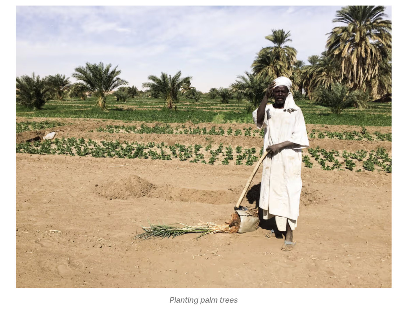 "Planting palm trees." A Nubian farmer stands in cultivated fields along the Nile, preparing to plant palm trees in fertile soil carved out of the surrounding desert. Torres, J. (n.d.). Planting palm trees [Photograph]. Against the Compass. https://a