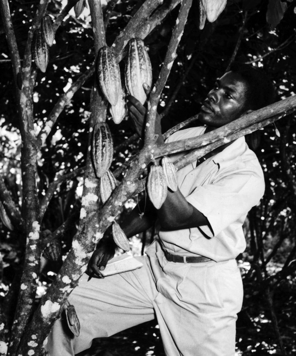 The National Archives: ref. CO 1069/353 (23). An expert of the Ashenden Cocoa station, Grenada, examining pods on a cocoa tree (July 1955).