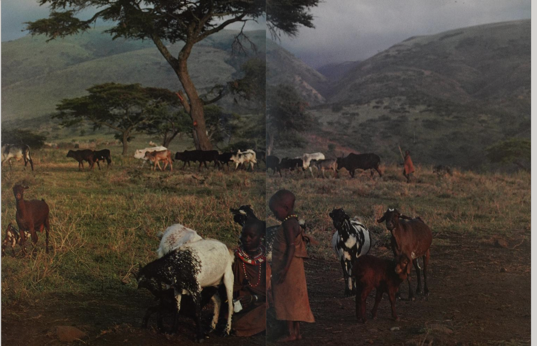Saitoti, Tepilit Ole. Maasai. Photographs by Carol Beckwith. New York: Harry N. Abrams, Inc., 1980. (Page 44)