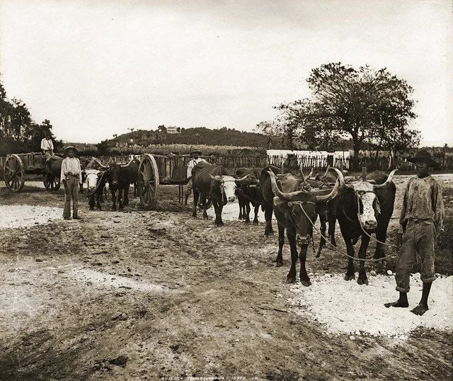 Valentine and Sons. (1891). Bullock Teams, Jamaica. [Photograph]. The Caribbean Photo Archive. https://www.caribbeanphotoarchive.com