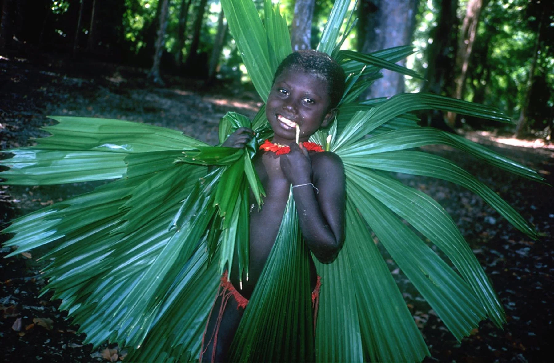 The Jarawa thatch their shelters with leaves from the forest.