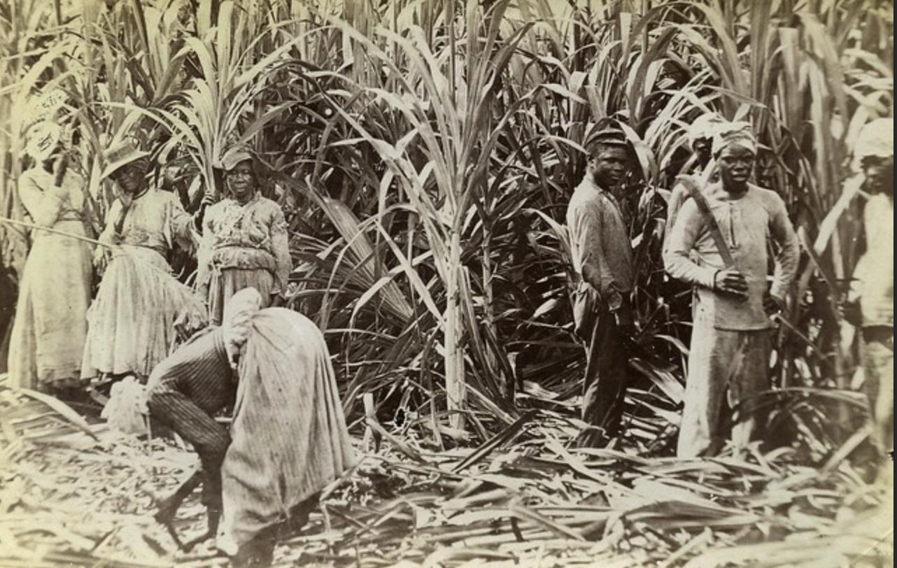 Cane cutters [Photograph]. Caribbean Photo Archive. https://www.caribbeanphotoarchive.com/