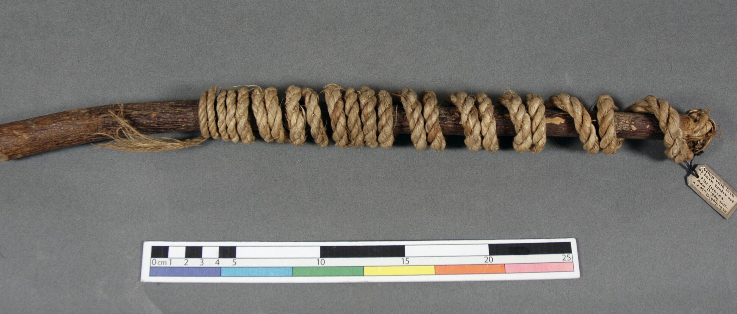 Whip with Beaten and Twisted Lash. Before 1925. Possibly collected by Admiral Digby. Material: plant stem and bark wood; beaten and twisted. Dimensions: Length 454 mm × Width 37 mm (maximum). This whip was crafted from a tree branch whose bark was be