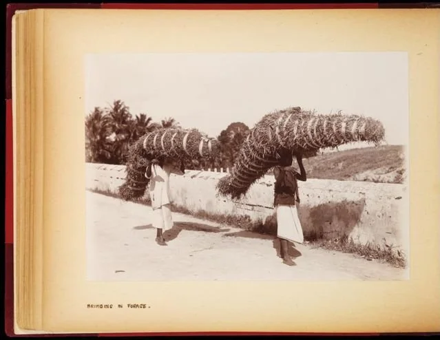 Zanzibar, 1908 'Bringing in Forage' pg.29
Northwestern Digital Collections

