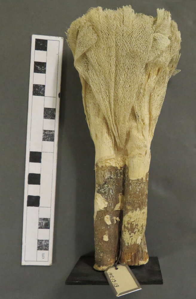 Specimen of Lace-Bark. Before 1912. Unknown field collector; Caribbean. Material: lace-bark wood plant, beaten; mounted on a stand. Dimensions: Height 205 mm × Width 91 mm × Depth 57 mm.
This botanical artifact consists of a piece of lace-bark wood r