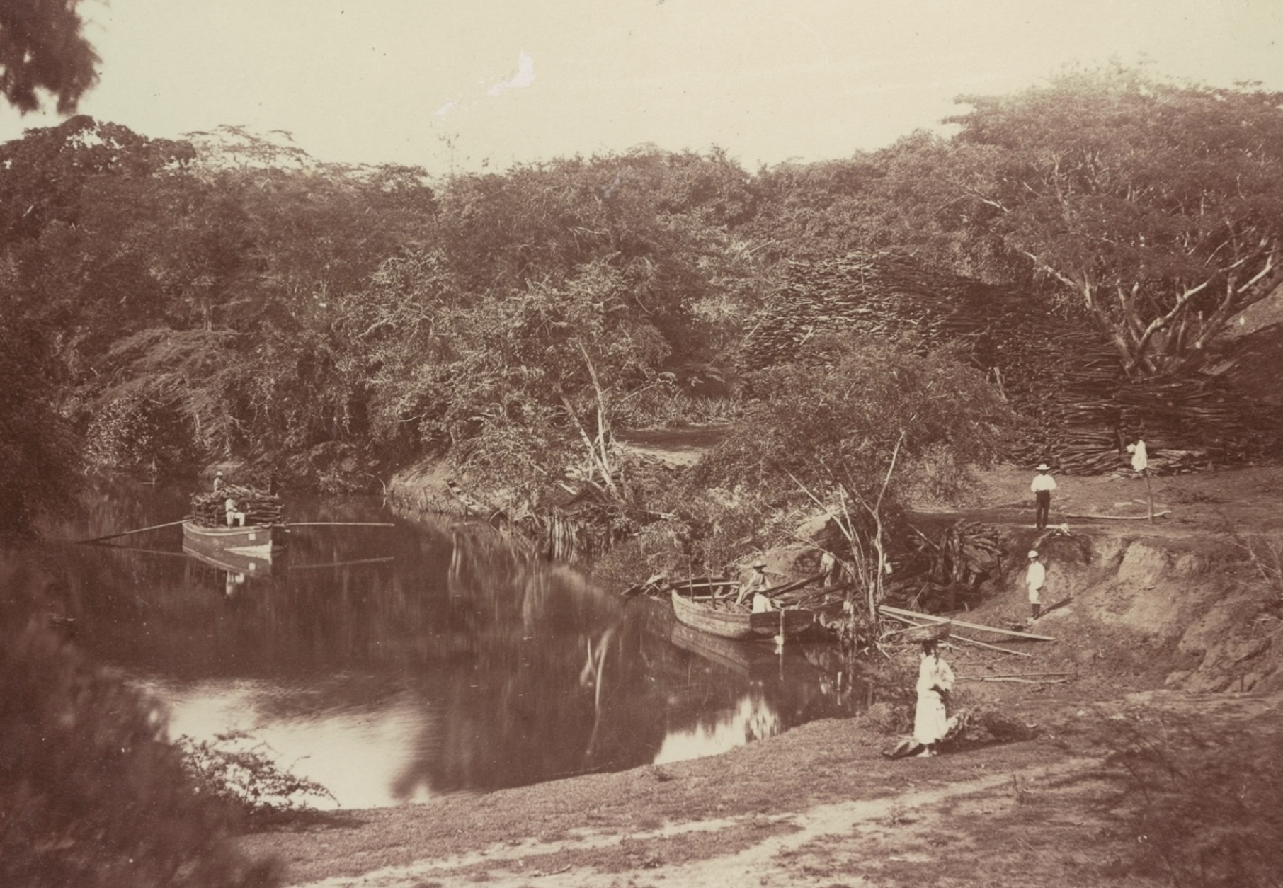 Greg, J. T. (1870s). Logwood scows, Milk River, Jamaica [Photograph]. Cambridge University Library. https://specialcollections-blog.lib.cam.ac.uk.