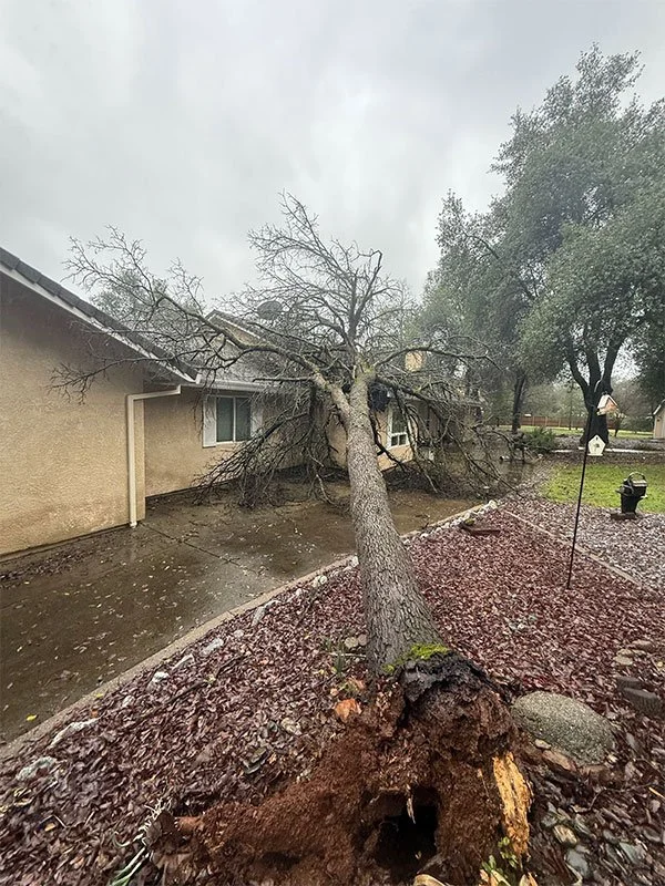 A fallen tree lying on top of a house that will be removed by All Aspect Tree Service