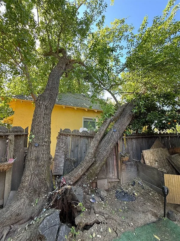 Fallen tree lying on a neighborhood fence after storm damage