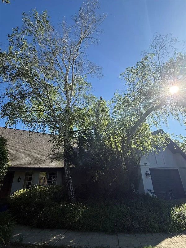 Overgrown front lawn with trees that need to be removed