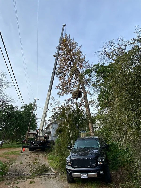 A truck towing a crane to remove large trees
