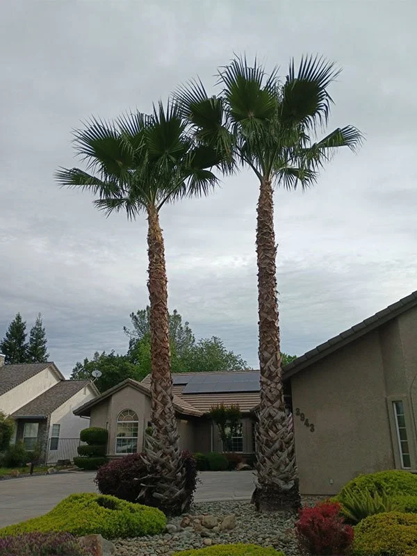Freshly pruned palm trees in the front lawn of a Redding CA home