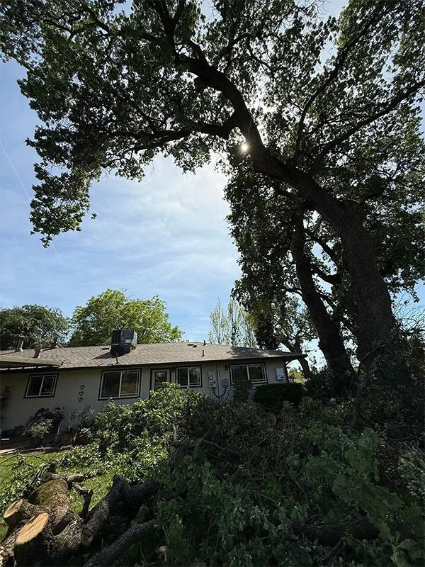A freshly trimmed tree in a back yard