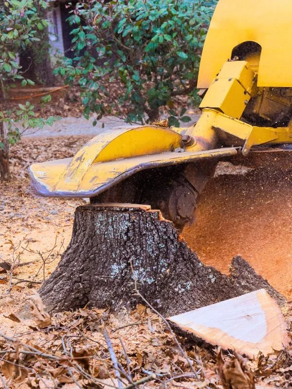 What Happens If You Don't Remove a Tree Stump from Your Yard?