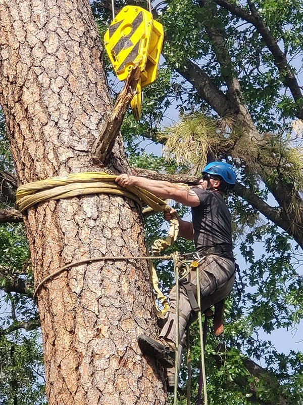A man wearing climbing gear climbing a tree in order to cut it down