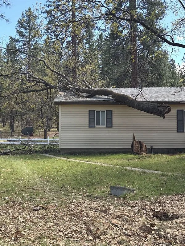 How to Tell If a Tree Near Your House Needs to Be Removed