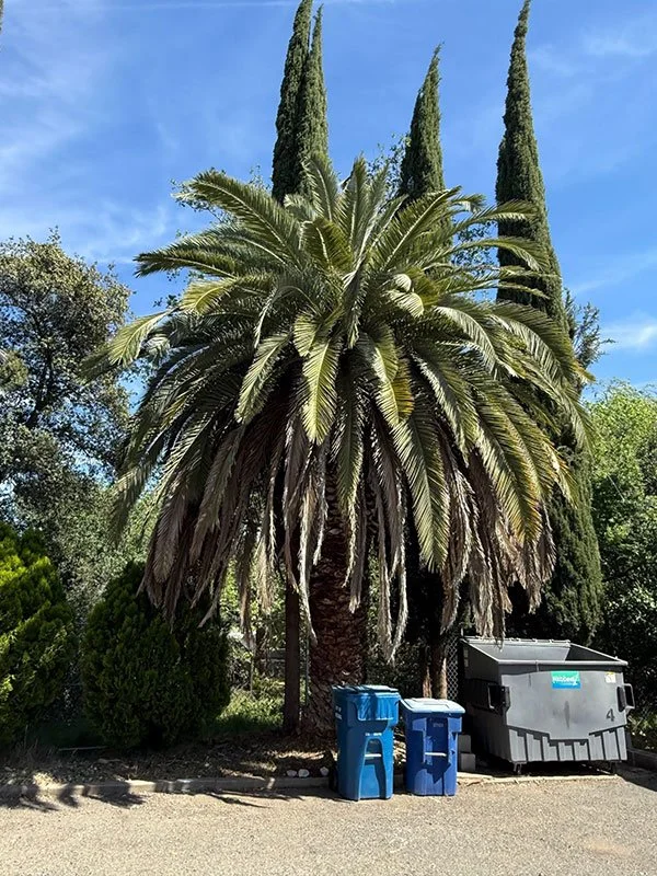 A large palm tree in a Redding neighborhood