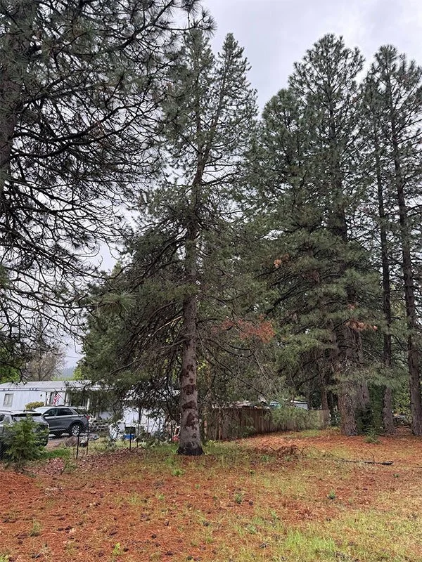 Pine trees in Shingletown CA that have been trimmed by All Aspect Tree Service