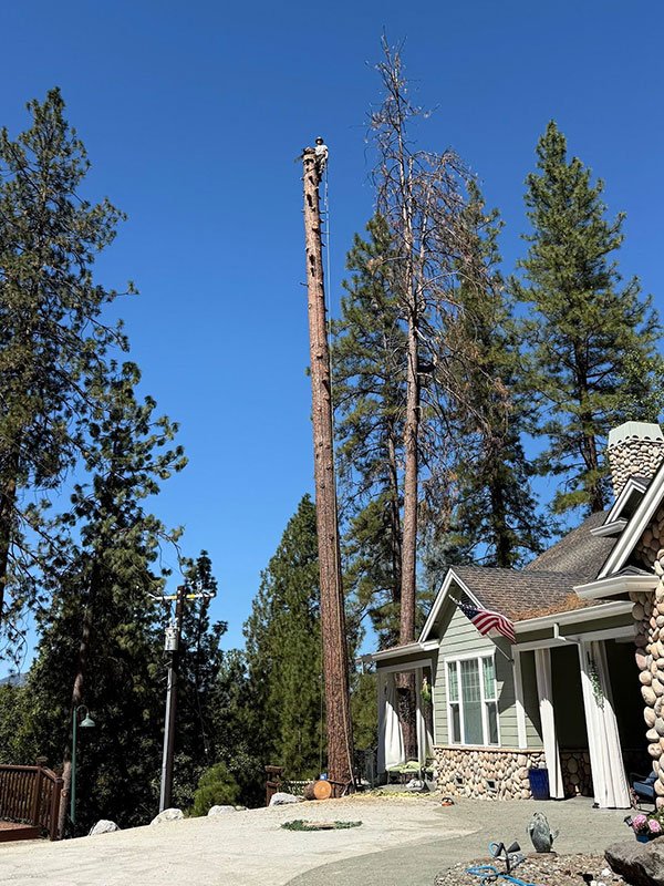 Dead tree being removed from a home