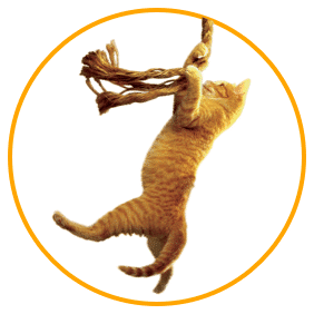 Save the Cat and its hold