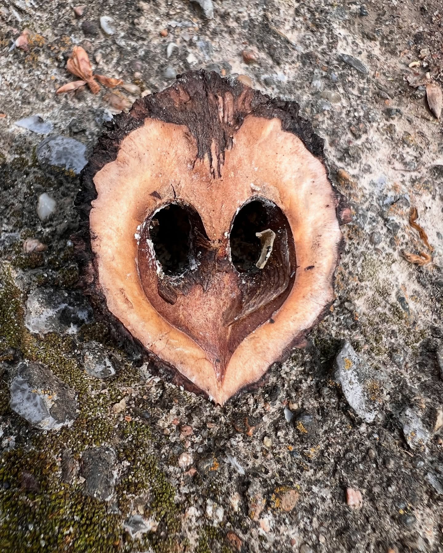 This farm has always had heart—sometimes it even shows up in walnuts. ๐ค
#MatthewsFlowerFarm #SoutheastMissouri #SEMO