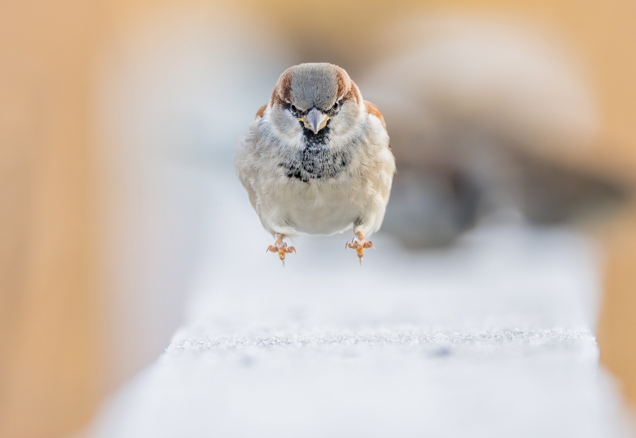 House Sparrow-16-Enhanced-NR.jpg
