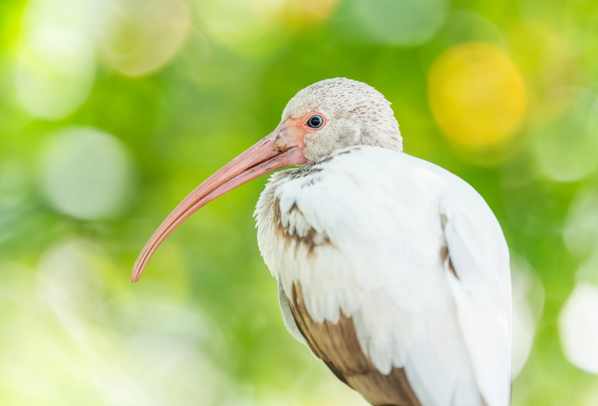 WhiteIbis-1.jpg