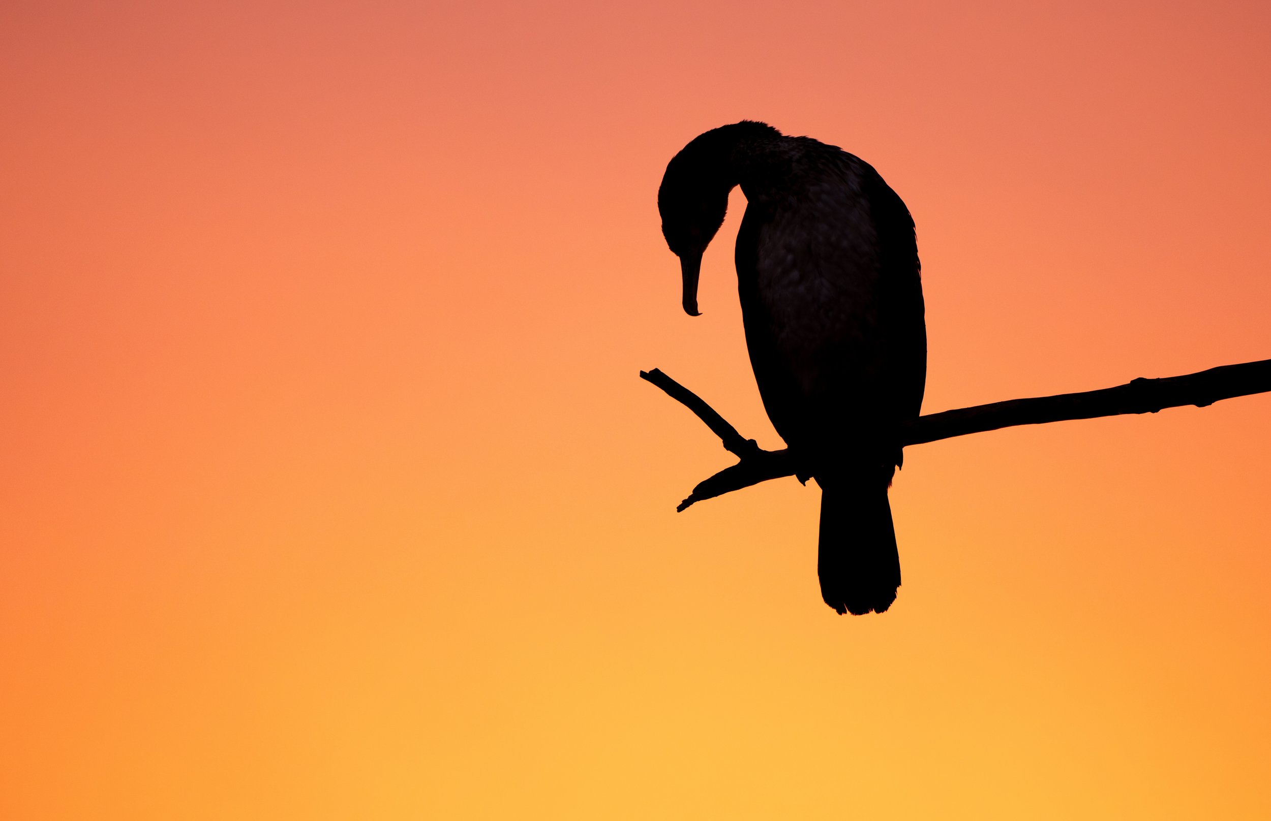 great cormorant-05223-enhanced-nr.jpg