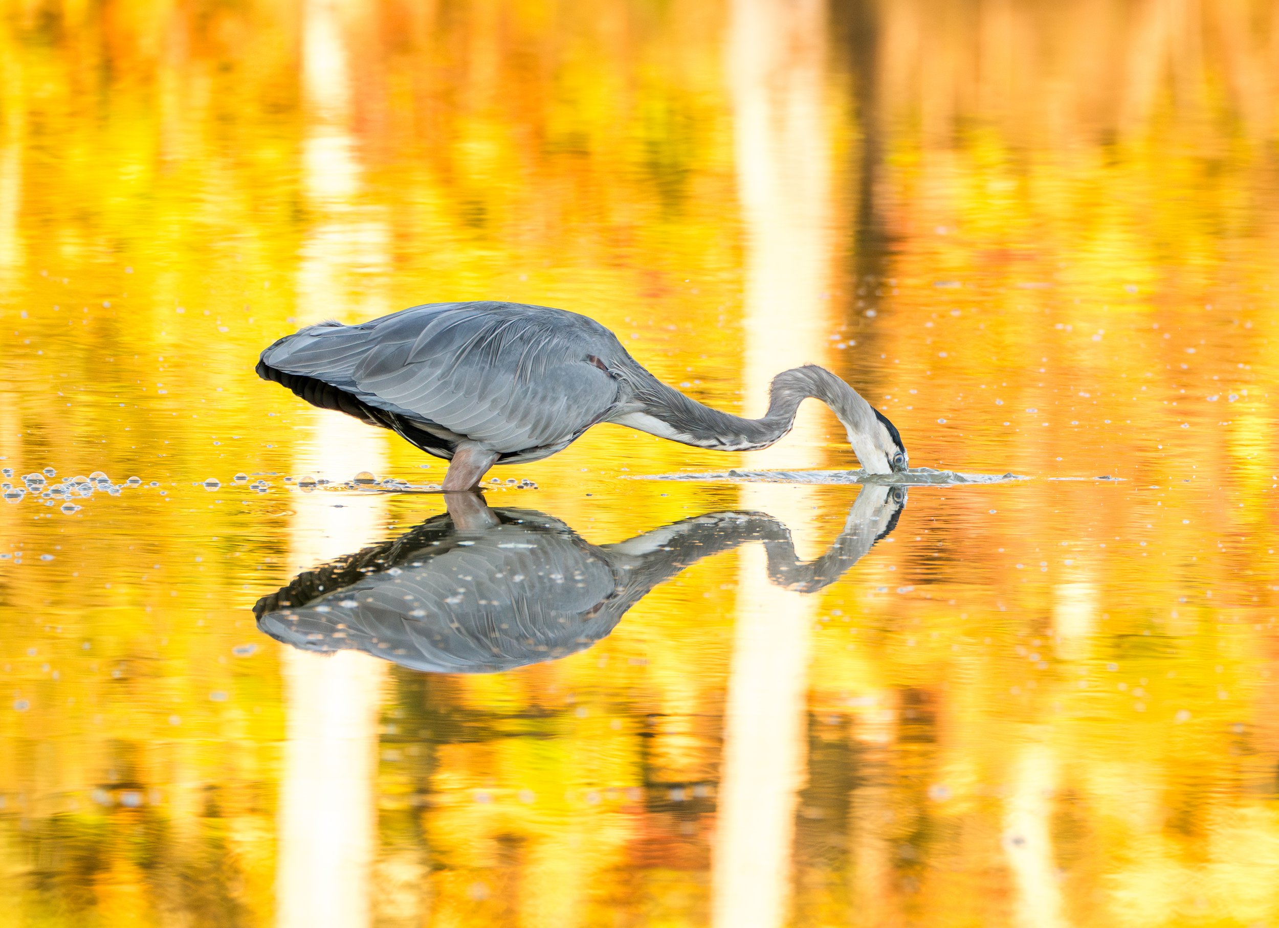 greatblueheron-01178-enhanced-nr.jpg