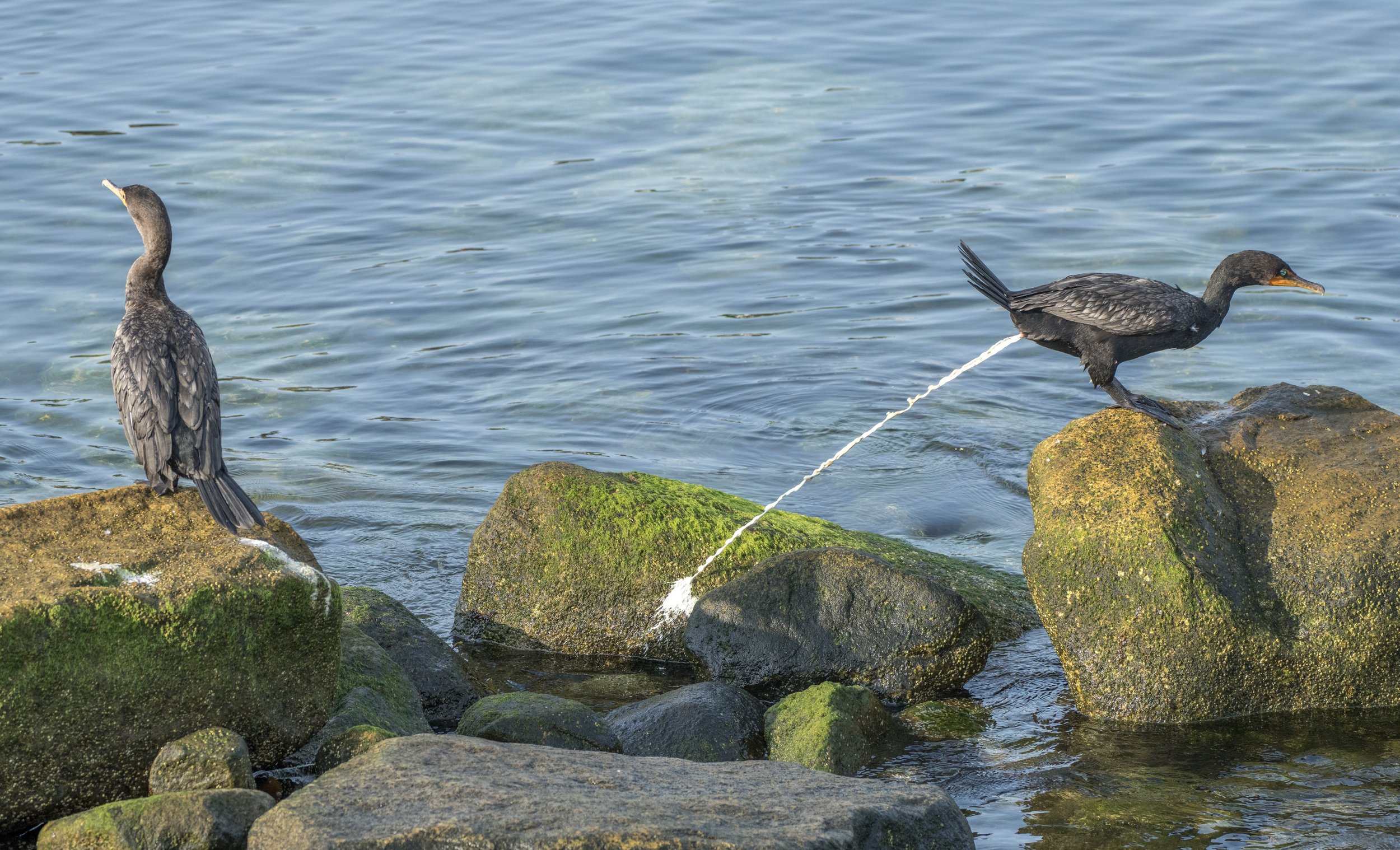 cormorants-09786.jpg
