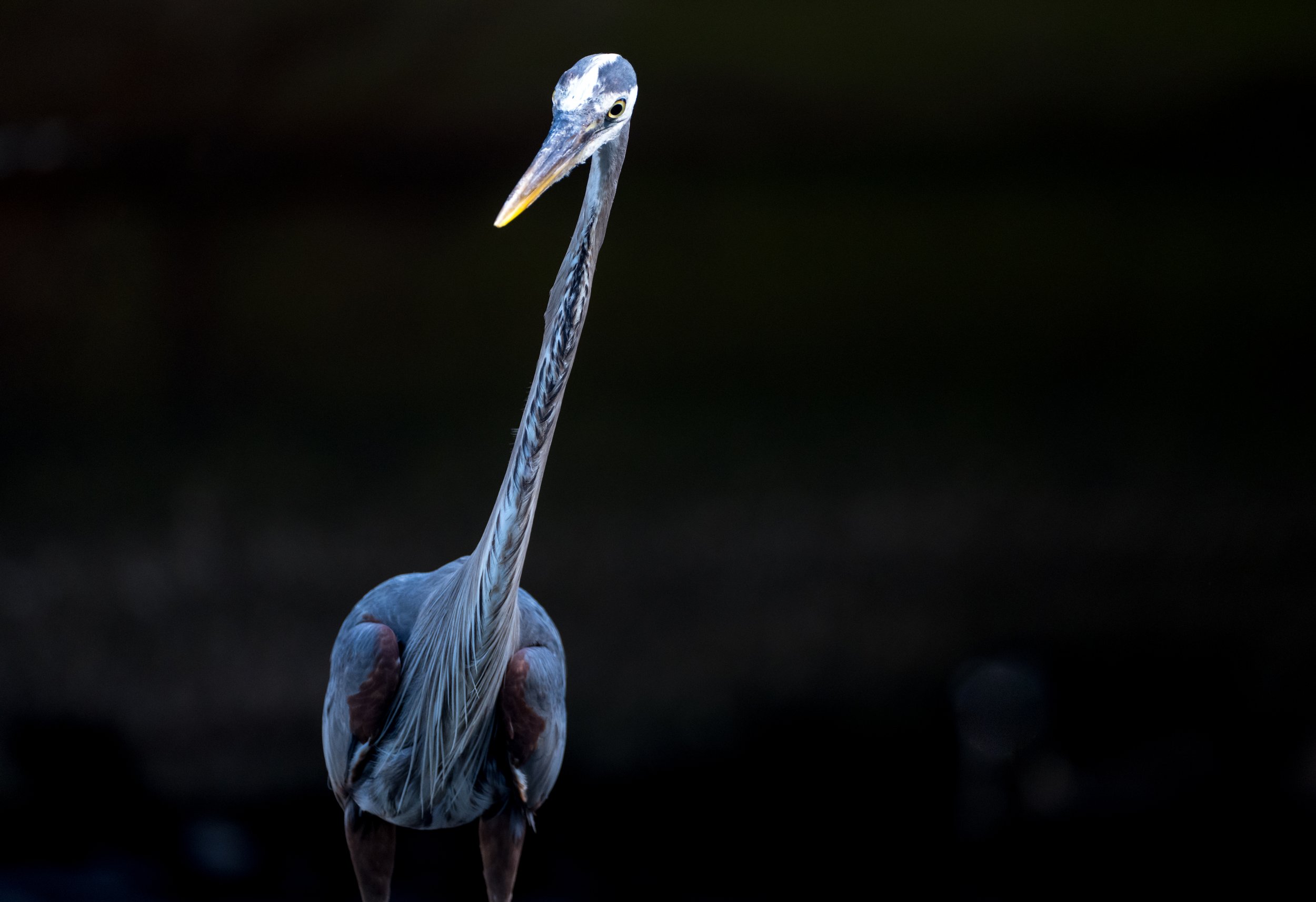 BlueHeron-04887.jpg
