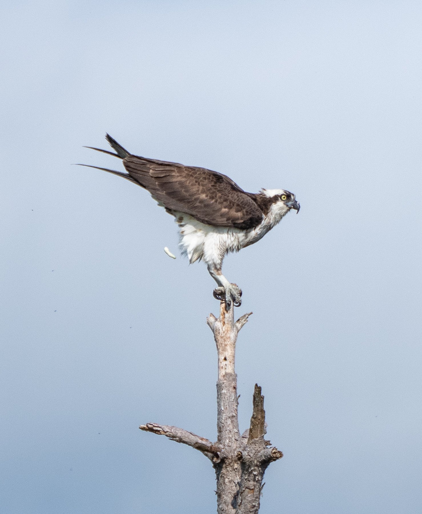 osprey-01461.jpg